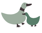 detail duck
