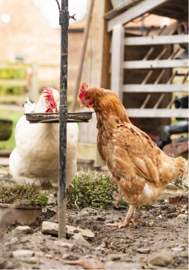 crabtree hall hens
