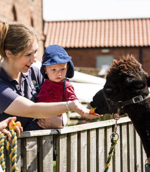 feeding alpaca