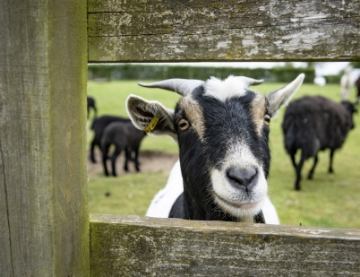 goat at crabtree hall