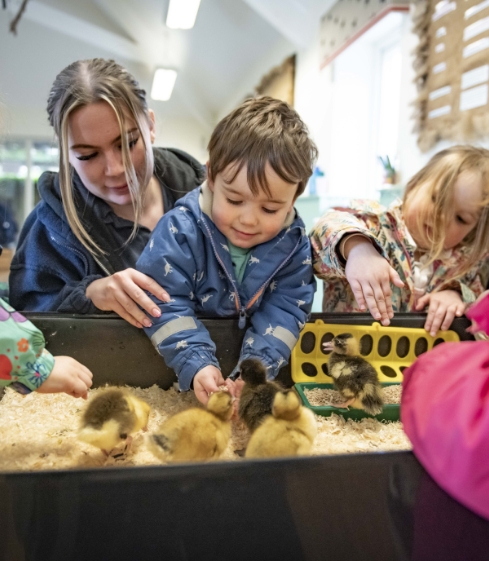 hoppity hares with ducklings