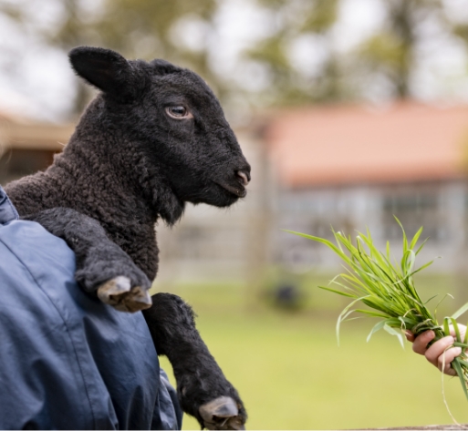 lamb getting fed at crabtree hall