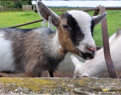 mini explorer baby goat