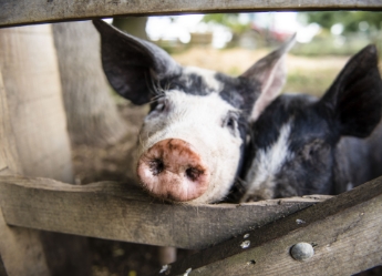 piglets at crabtree hall 1