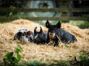 piglets at crabtree hall