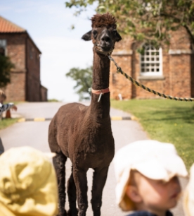 walking the alpaca